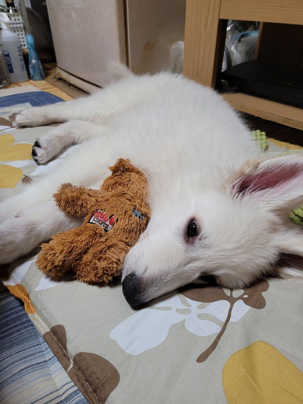 ふわふわなぬいぐるみと一緒にごろ寝