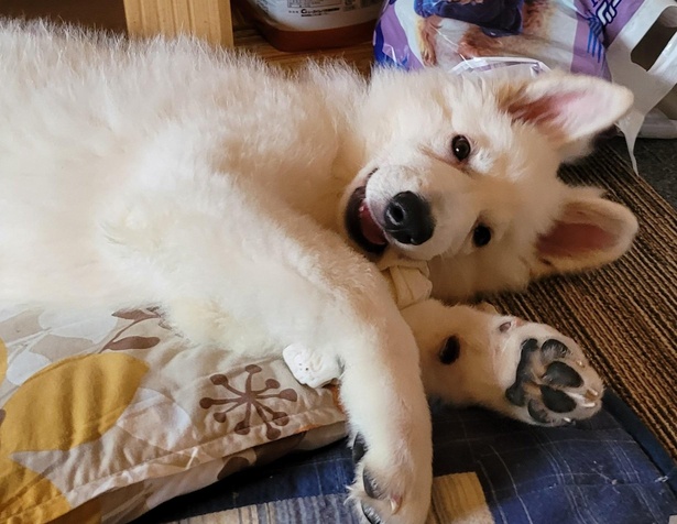 犬用ガムに夢中