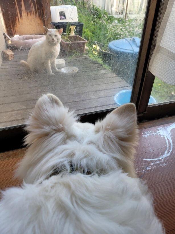 猫と見つめ合うヒカルくん
