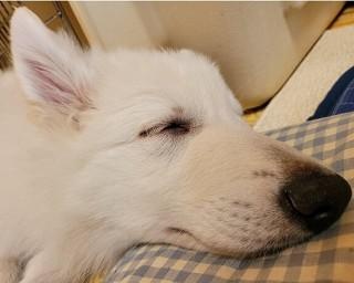 生後五カ月の仔犬が大きすぎると話題に！台所の立ち姿がまさに人間サイズ
