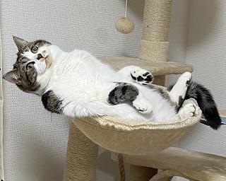 “一年で家に慣れすぎ”子猫のビフォーアフターが貫禄ありすぎ！「一年でこんなに大きく」「真の家主」の声