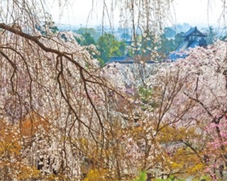 【京都4大桜名所】コース料理や発酵スイーツも堪能！雄大な自然が広がる「嵐山」