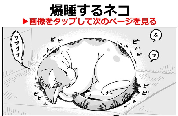 「爆睡するネコ」01