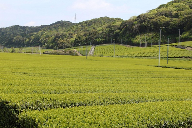 中田英寿がシェアしたい 日本の新たな価値 静岡で最古のお茶の産地 袋井市から発信する新たな日本茶文化 安間製茶 ウォーカープラス