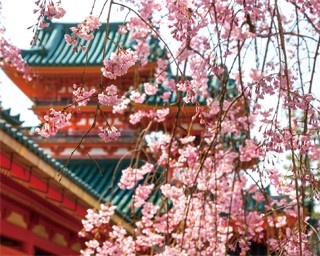【京都4大桜名所】約2kmの桜トンネルにカフェも充実！歩くのが楽しい「岡崎」