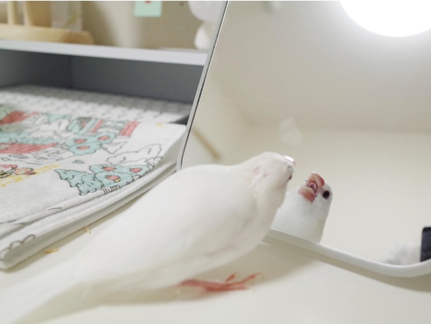 文鳥の吐息で鏡がくもった…「世界一かわいいくもり」が尊すぎる