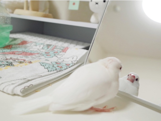 自分のかわいい顔をみているのかな
