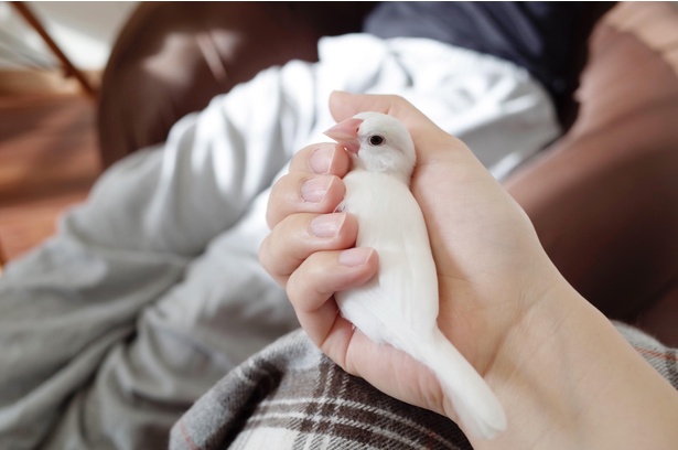 文鳥のふっくら感はこれからかな？