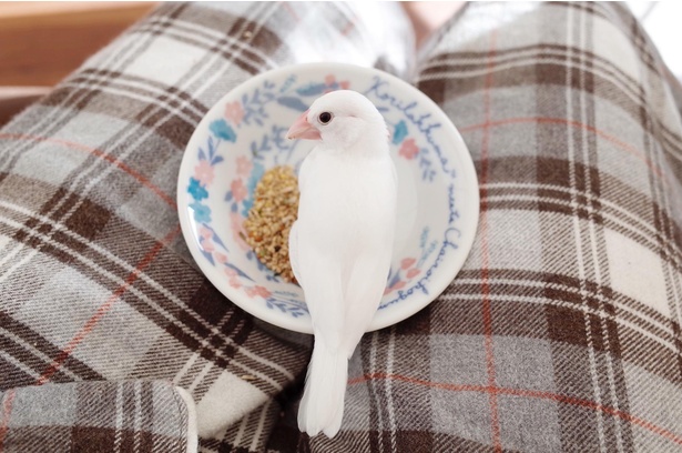 エサの入ったお皿の上にちょこん