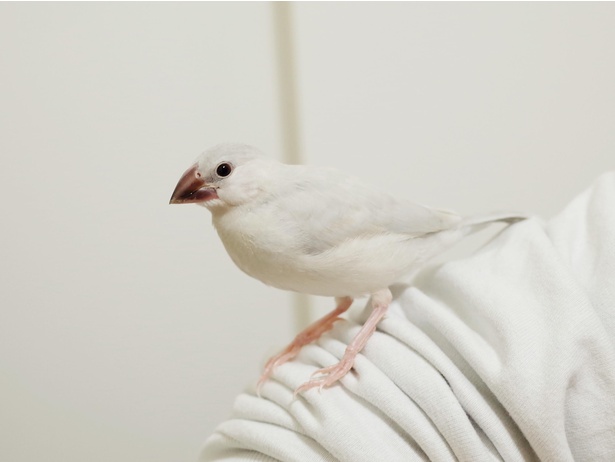 小さかったころのあやめ。シルバー文鳥はくちばしの色がくっきり