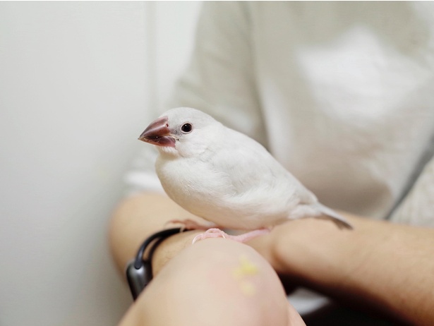 ふわふわ感はあるものの、まだ目の周りが白い(大人になると真っ赤になる)
