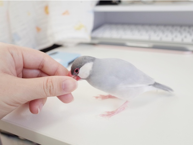 文鳥の吐息で鏡がくもった 世界一かわいいくもり が尊すぎる ウォーカープラス