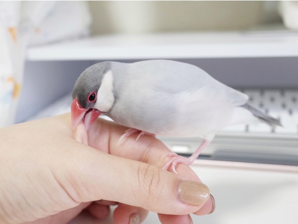 水かきの部分が気になるあやめ。そこ、一番痛いところなんだけどな…