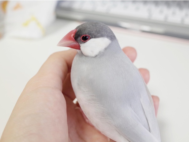 文鳥の吐息で鏡がくもった 世界一かわいいくもり が尊すぎる ウォーカープラス