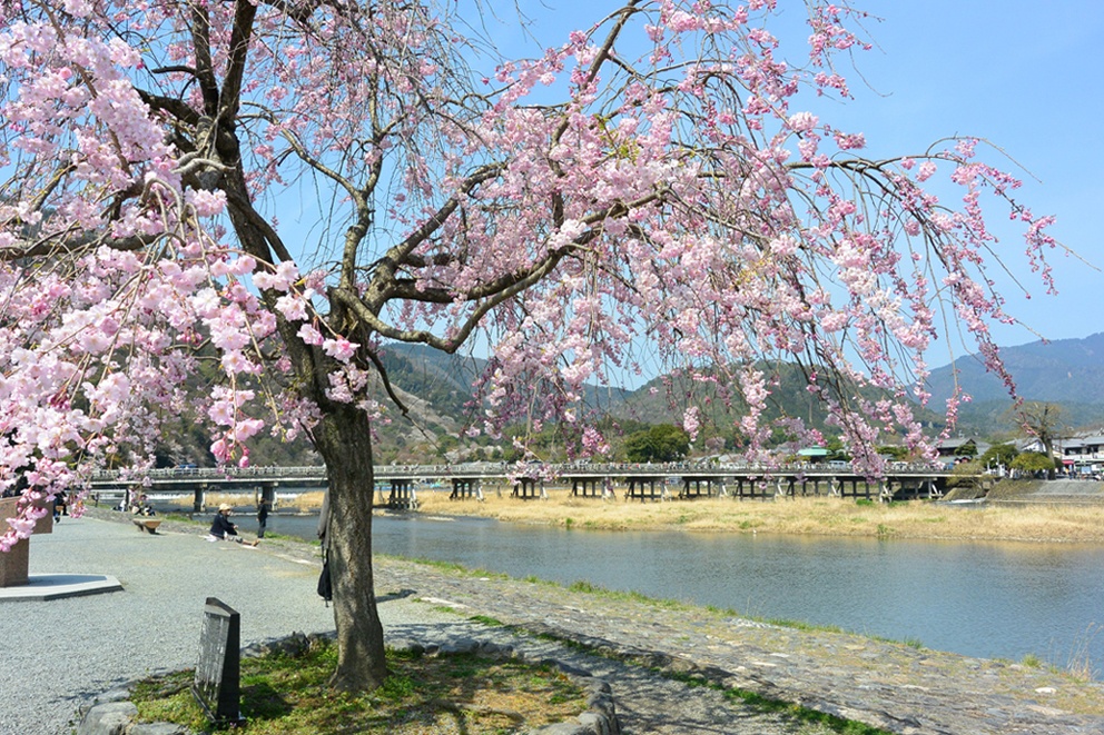 京都嵐山の桜 桜名所 お花見21 ウォーカープラス