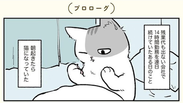 漫画 ブラック企業勤めの俺が朝起きたら猫になってました 見た目は猫 頭脳は大人なねこコメディ ブラック企業の社員が猫になって人生が変わった話 モフ田くんの場合 第1話 1 2 ウォーカープラス