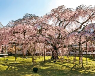 偉人ゆかりの地をハシゴ！京都・醍醐＆山科の桜鑑賞おすすめコース