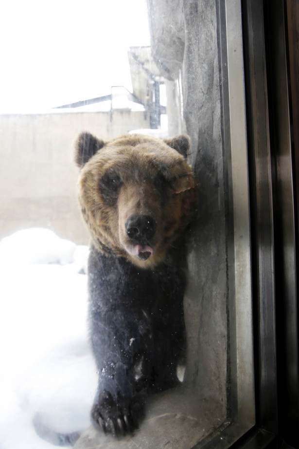 画像4 7 旭山動物園のエゾヒグマ とんこ は好奇心旺盛 視線の先には ウォーカープラス