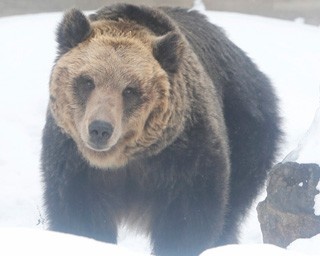 旭山動物園のエゾヒグマ「とんこ」は好奇心旺盛！　視線の先には……