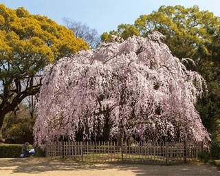 世界遺産や川沿いの桜も愛でる！京都・二条城周辺のおすすめ桜鑑賞コース