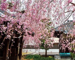 学問の神様でご利益授かる！京都・平野神社周辺の桜鑑賞おすすめコース