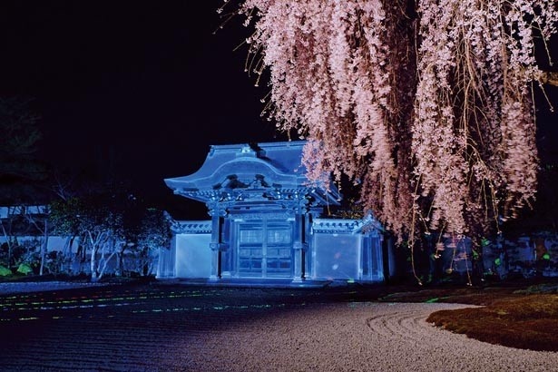 ライトアップで昼とは違う美しさ 京都で人気の夜桜スポット10選 ウォーカープラス