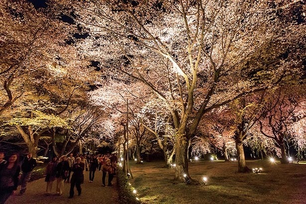 ライトアップで昼とは違う美しさ 京都で人気の夜桜スポット10選 ウォーカープラス