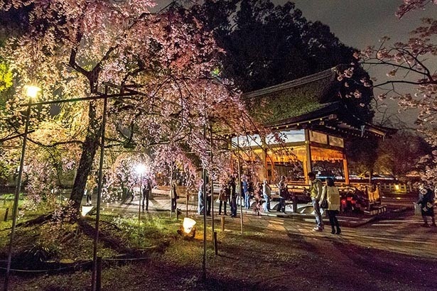 画像8 12 ライトアップで昼とは違う美しさ 京都で人気の夜桜スポット10選 ウォーカープラス