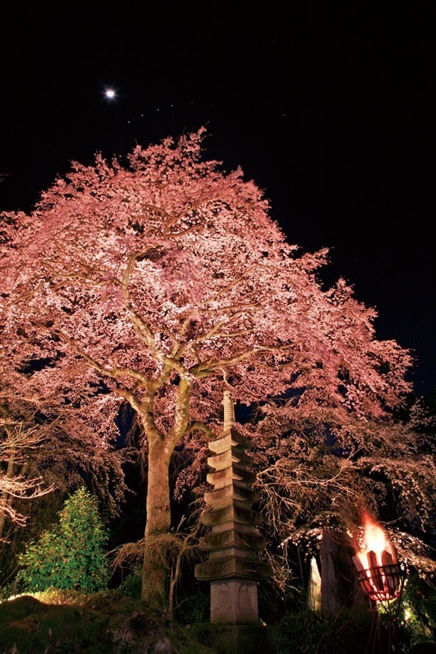画像9 12 ライトアップで昼とは違う美しさ 京都で人気の夜桜スポット10選 ウォーカープラス