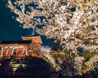 ライトアップで昼とは違う美しさ！京都で人気の夜桜スポット10選