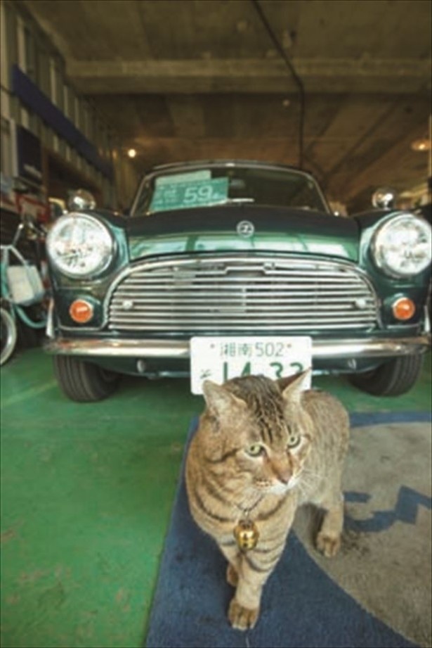 【写真を見る】わが物顔でブラブラ歩き回るコビオ