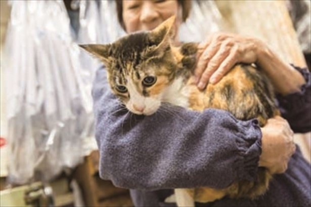 店の奥 にはもう一匹のマイちゃんの姿も