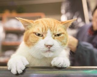 もうすぐ百歳！おじいちゃん看板ニャンコ・まき
