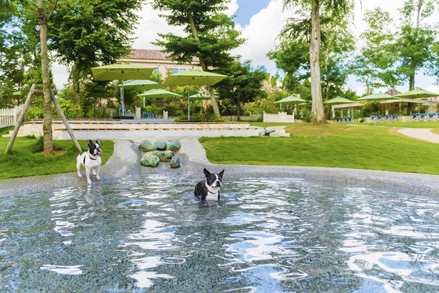 小型犬専用ドッグランには、ひょうたん型のじゃぶじゃぶ池がある