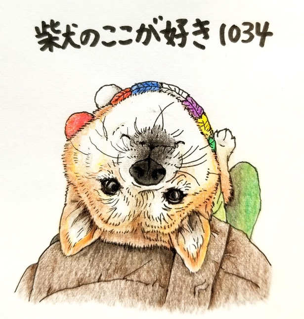 画像15 お水 飲む に無表情で いらん など 柴犬あるあるが分かり過ぎてかわいい ウォーカープラス