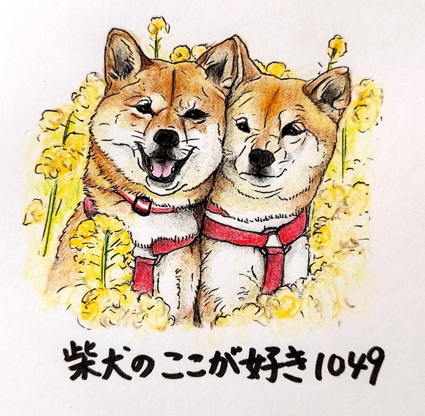 画像19 お水 飲む に無表情で いらん など 柴犬あるあるが分かり過ぎてかわいい ウォーカープラス