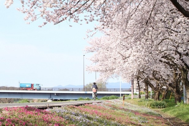 自然いっぱいの入間川サイクリングロード