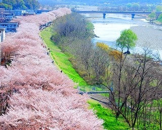 多摩川に咲き乱れる桜並木は圧巻！「ふっさ桜まつり」