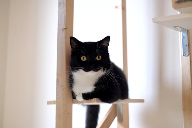 【写真】目力がかわいすぎる…！うに君の日常写真