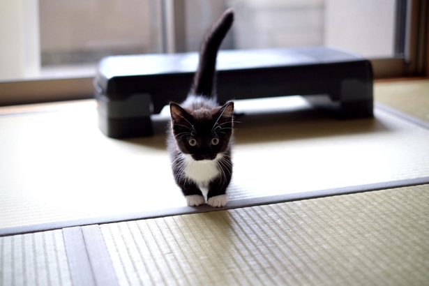 子猫だった頃のうに君