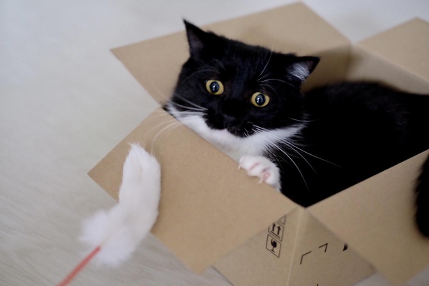 猫じゃらしになぜかびっくり