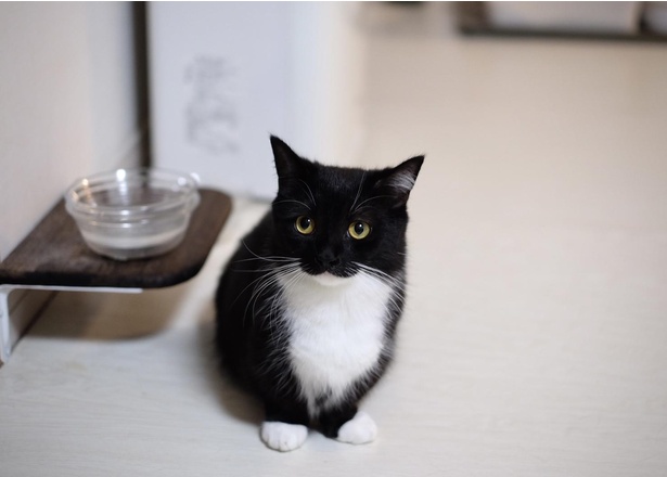 本当に成猫？