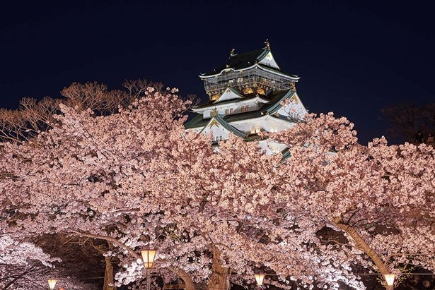 大阪城公園のお花見が楽しめるエリアが一目でわかるマップも掲載