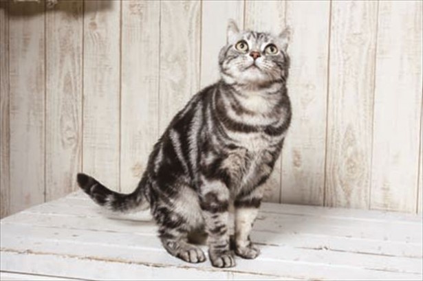 「猫カフェ れおん」のシュー君