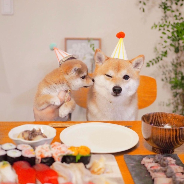 家族になったばかりの2匹。仲良くお寿司パーティー！
