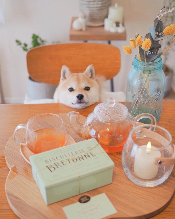 あごのせの技を習得したたまちゃん。今日のおやつタイムが待ち遠しい