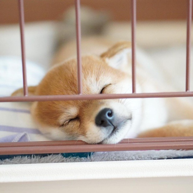 たまちゃんの子犬の頃。いとおしい寝顔ですやすや