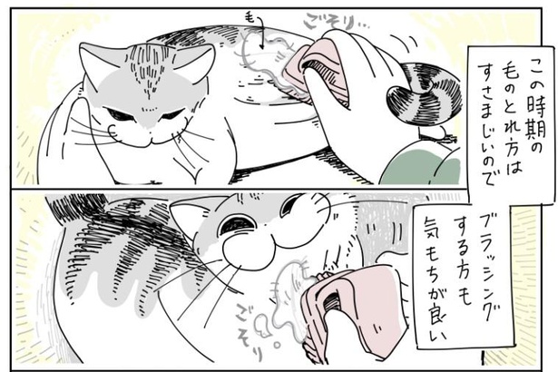 「抜け毛の時期のネコ」8/10