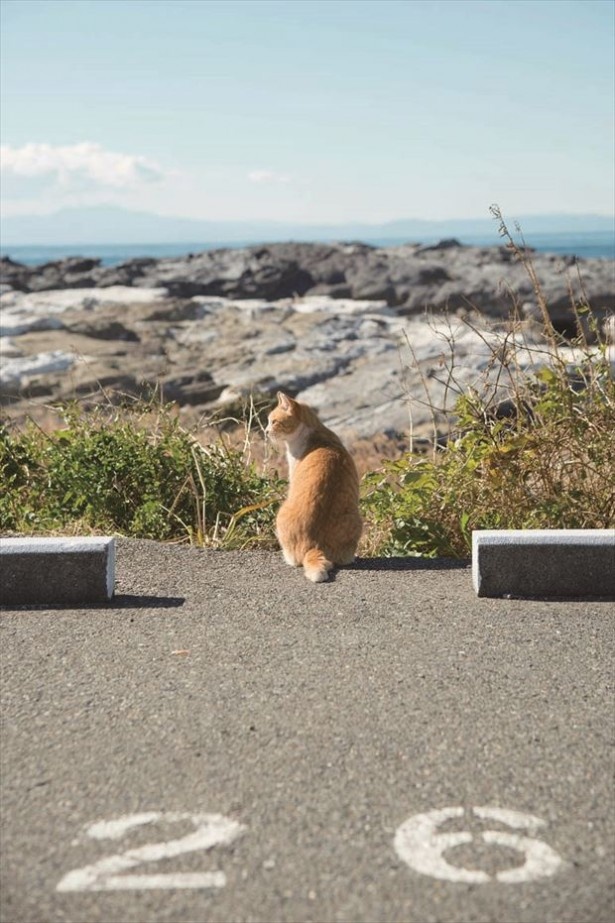 【写真を見る】日光浴をするニャンコ！