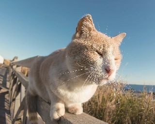 春は“ネコの楽園”城ヶ島で散策をしよう！